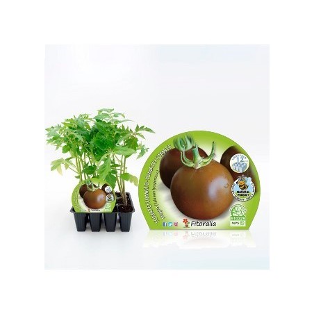 TOMATE NEGRO PRODUCTO NATURAL BANDEJA 12 PLANTONES