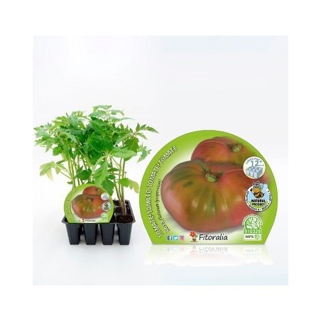 TOMATE ROSA PRODUCTO NATURAL BANDEJA 12 PLANTONES