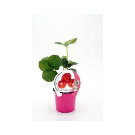 FRESA REINA D LOS VALLES PRODUCTO NATURAL  M10,5CM