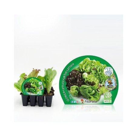 LECHUGAS SALANOVA MIX PRODUCTO NATURAL 12 PLANTONE