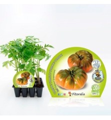 TOMATE RAF PRODUCTO NATURAL BANDEJA12 PLANTONES