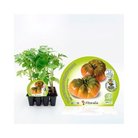 TOMATE RAF PRODUCTO NATURAL BANDEJA12 PLANTONES