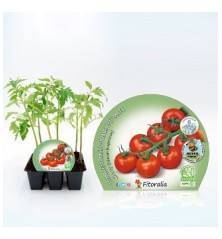 TOMATE CHERRY PRODUCTO NATURAL BANDEJA 6 ALVEOLOS