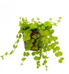 LYSIMACHIA NUMMULARIA MACETA 13CM