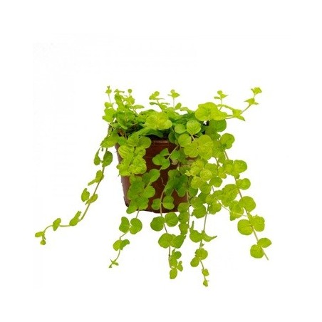 LYSIMACHIA NUMMULARIA MACETA 13CM