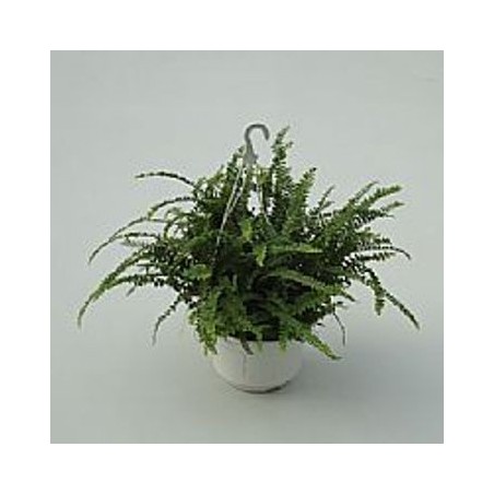 HELECHO CORDIFOLIA DUFFI 1,5L