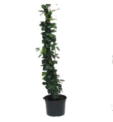 TRACHILOSPERMUN JASMINOIDES C3L