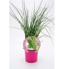 CEBOLLINO PRODUCTO NATURAL MACETA 10,5CM