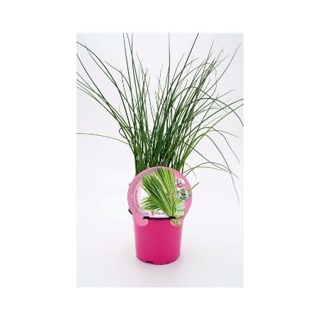 CEBOLLINO PRODUCTO NATURAL MACETA 10,5CM