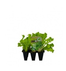 ESCAROLA RIZADA PACK 12 PLANTONES