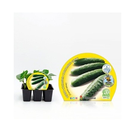 PEPINO PRODUCTO NATURAL BANDEJA 6 PLANTONES