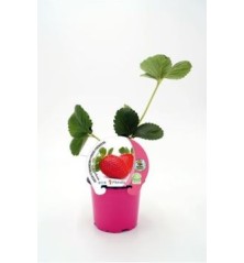 FRESA MARIGUETTE PRODUCTO NATURAL MACETA 10,5CM