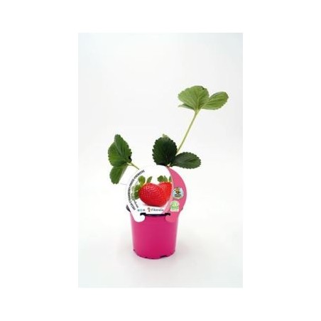 FRESA MARIGUETTE PRODUCTO NATURAL MACETA 10,5CM