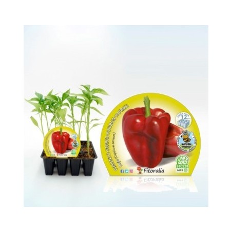 PIMIENTO ROJO PRODUCTO NATURAL12 PLANTONES
