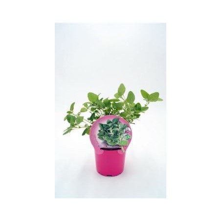 OREGANO PRODUCTO NATURAL MACETA 10,5CM