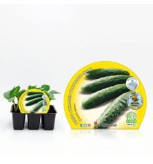 PEPINO PRODUCTO NATURAL BANDEJA 6 PLANTONES