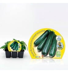 CALABACIN PRODUCTO NATURAL BANDEJA 6 PLANTONES