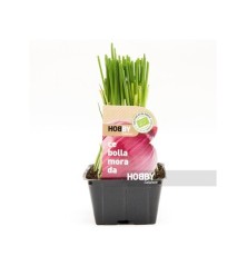 CEBOLLA MORADA PACK PLANTONES