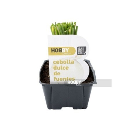 CEBOLLA DULCE DE FUENTES PACK PLANTONES