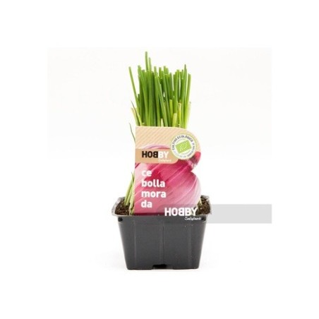 CEBOLLA MORADA PACK PLANTONES