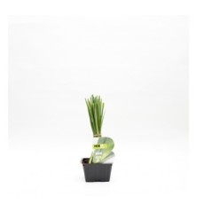 PUERRO PACK PLANTONES