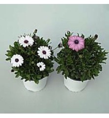 DIMORPHOTECA MACETA 15CM