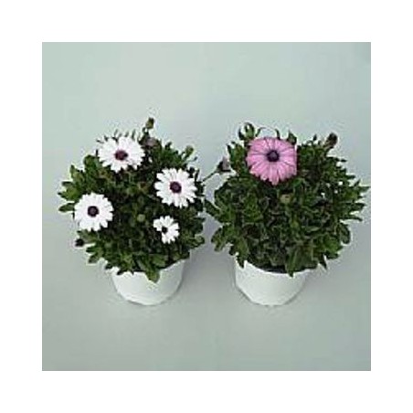 DIMORPHOTECA MACETA 15CM