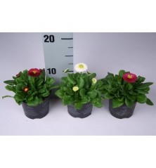 BELLIS PERENNIS MACETA 10,5CM MIX