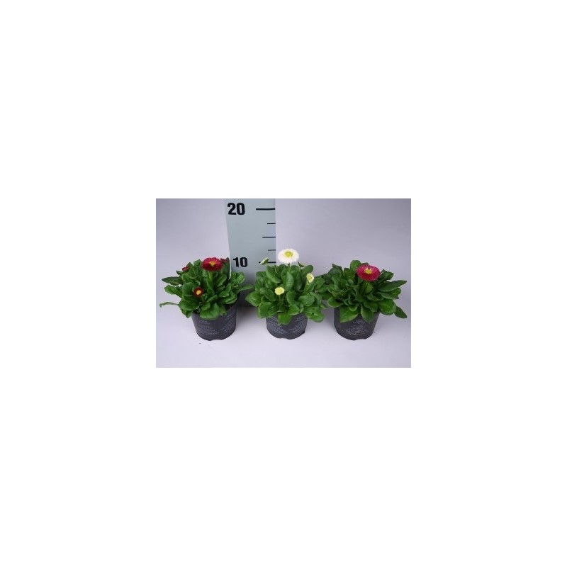 BELLIS PERENNIS MACETA 10,5CM MIX
