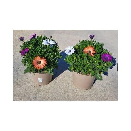 DIMORPHOTECA MACETA 3L VARIOS COLORES