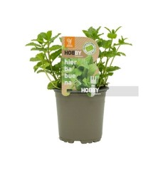 HIERBABUENA ECOLOGICA MACETA 11CM