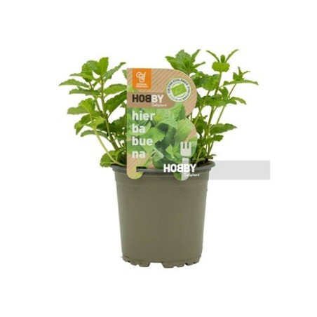 HIERBABUENA ECOLOGICA MACETA 11CM