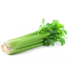 APIO VERDE PACK 6 PLANTONES