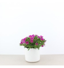 CALIBRACHOA MACETA 13CM COLORES VARIADOS