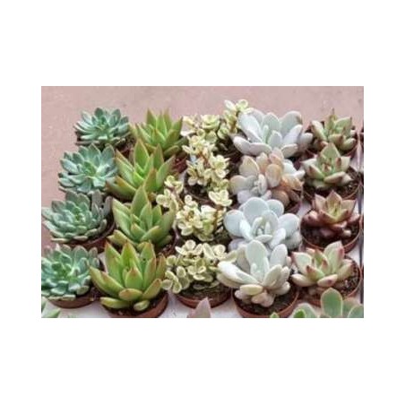 CACTUS Y CRASAS  MACETA 5,5CM VARIADOS