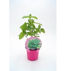 CESPED REPOBLACION RAPIDA 5KG