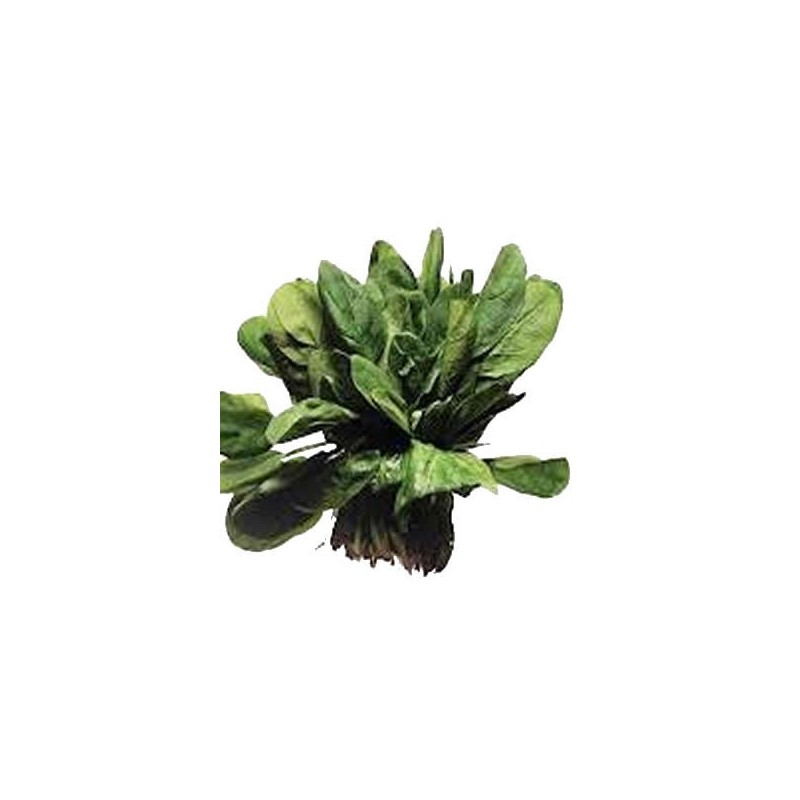 ESPINACA PRODUCTO NATURAL BANDEJA 12 PLANTONES