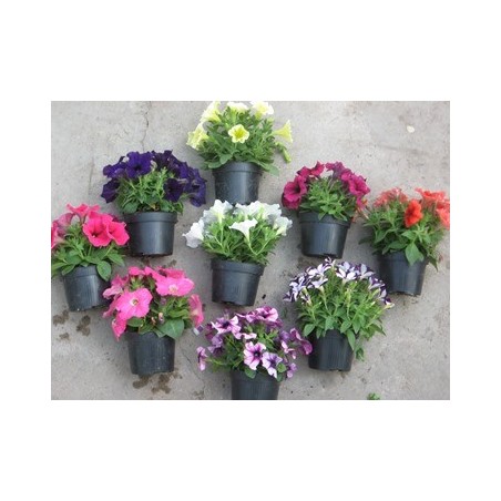 POTUNIA/GOTUNIA MACETA 14CM