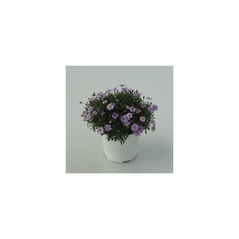 BRACHYCOME MACETA 15CM