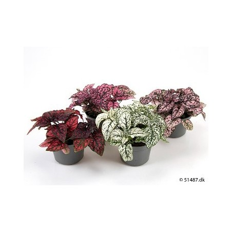 HYPOESTES COLORES MACETA 8,5CM