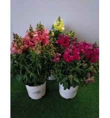 FUCHSIA (PENDIENTES DE LA REINA)M15