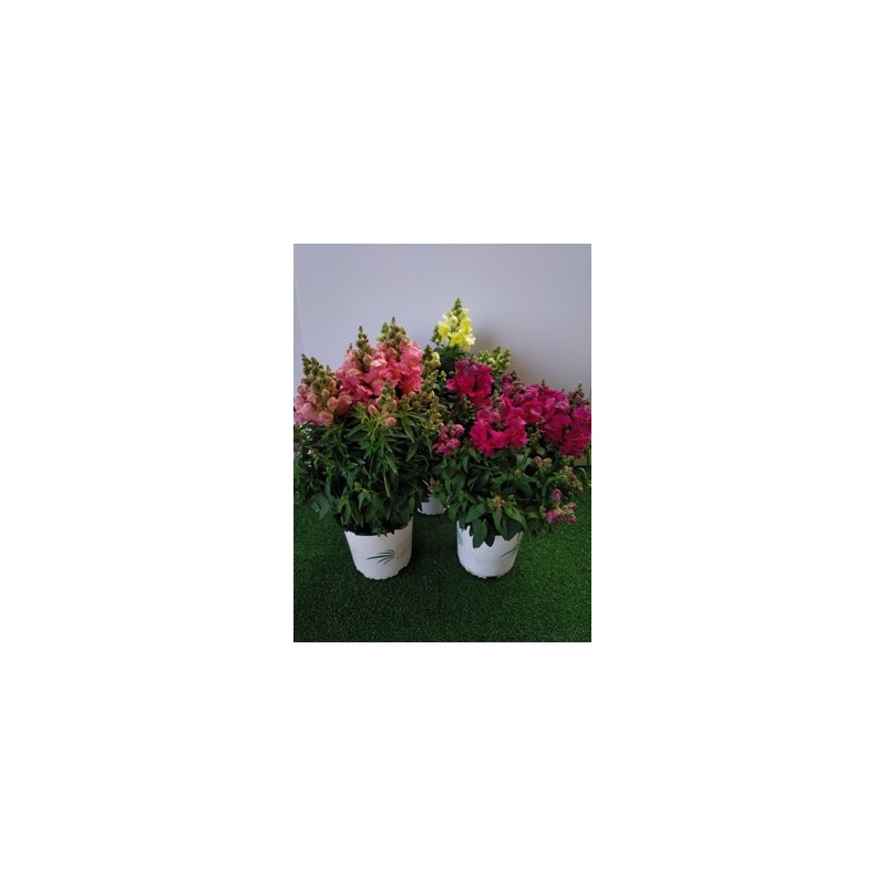 FUCHSIA (PENDIENTES DE LA REINA)M15