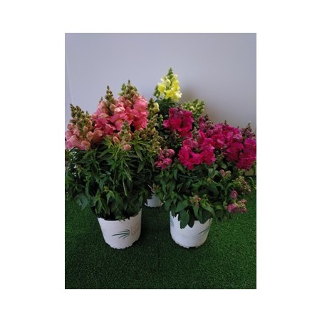 FUCHSIA (PENDIENTES DE LA REINA)M15