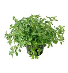 OREGANO ECOLOGICO MACETA 11CM