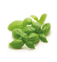 ALBAHACA HOJA ANCHA M10,5