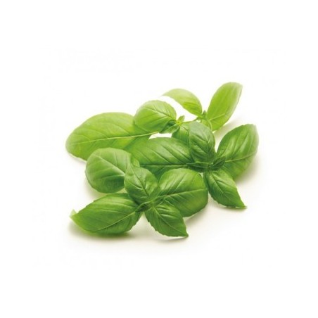 ALBAHACA HOJA ANCHA M10,5