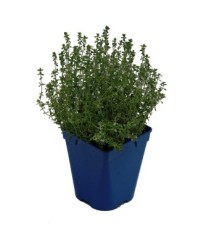 TOMILLO COMUN MACETA 11CM