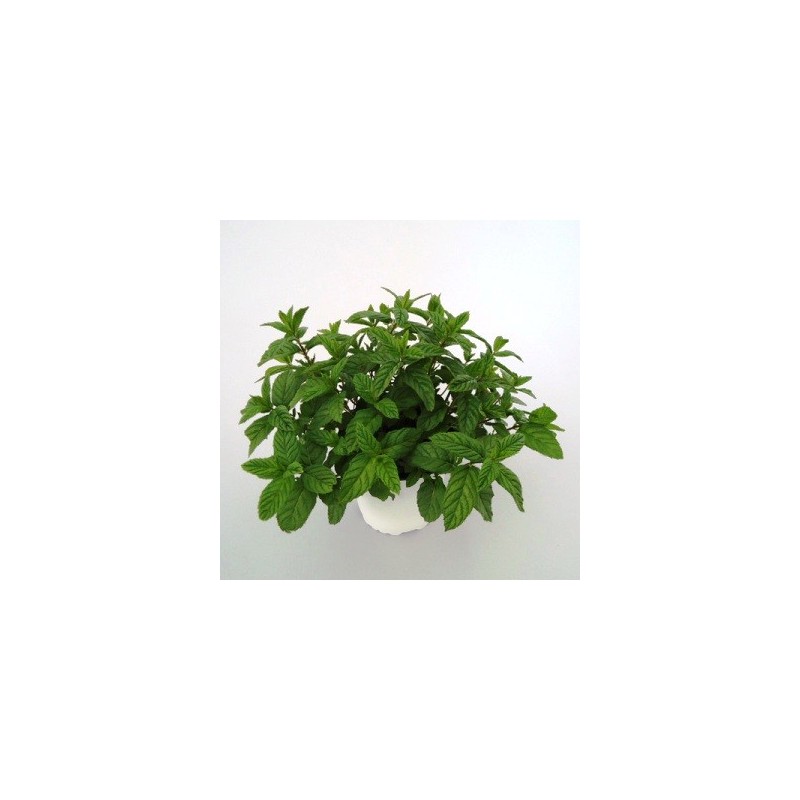 HIERBABUENA MACETA 11CM