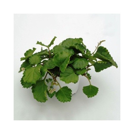 PLANTA DEL DINERO T15