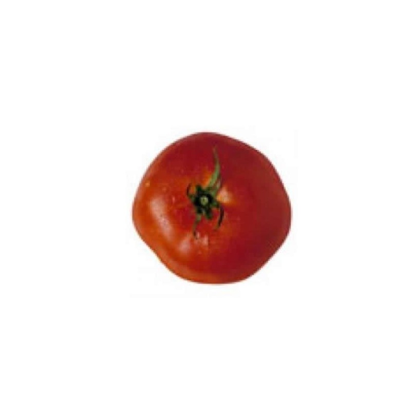 TOMATE CASTELLANO ROZABELLA BANDEJA 12 PLANTONES